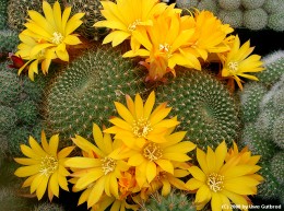 Rebutia marsonerii